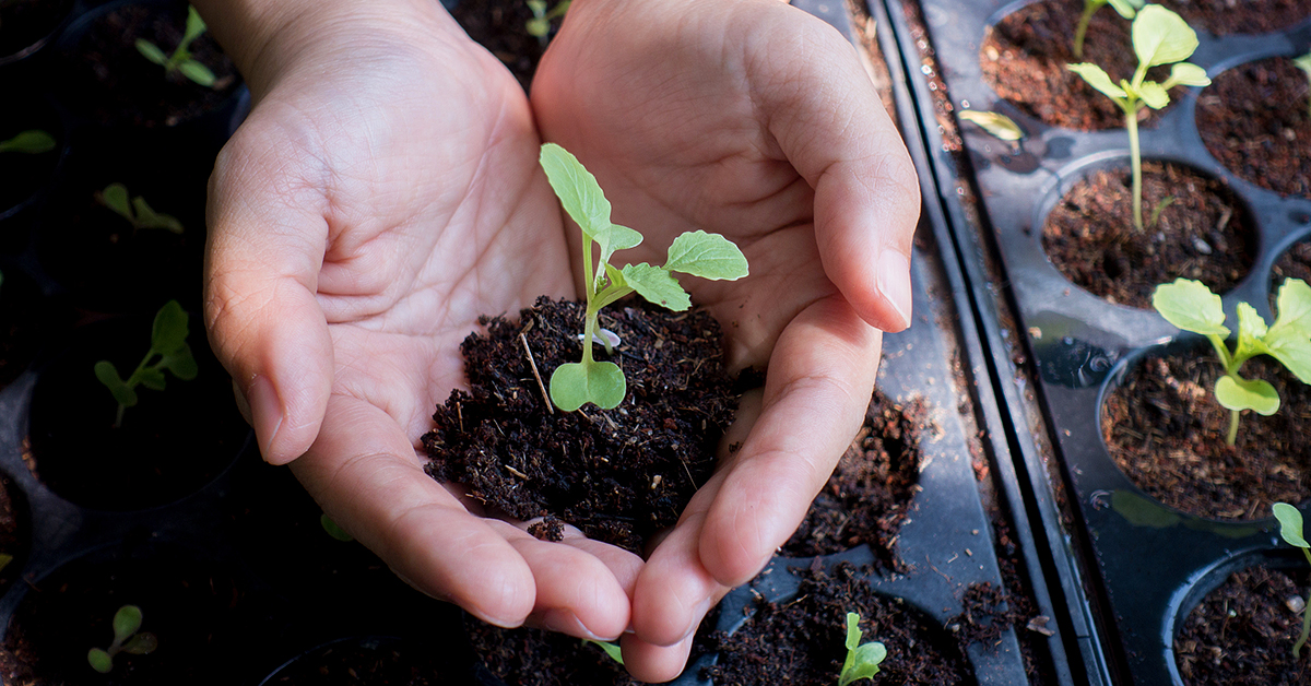 Jardinage de printemps : semis, taille plantation