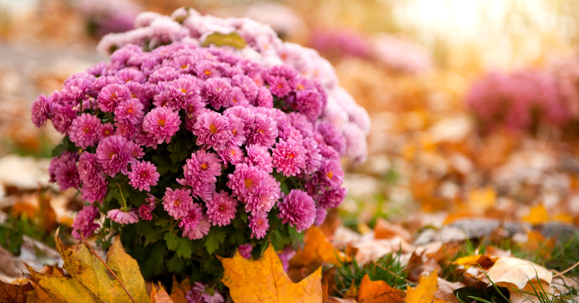 Les fleurs d'automne au jardin : le plein de couleurs !