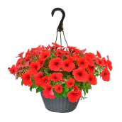 Promo Hanging Basket