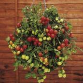 Cherry tomatoes basket