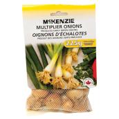 Bulbs - Shallot Bulbs
