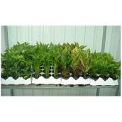 Tropical Plants