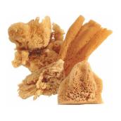Sea sponges        