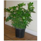 Plants - 