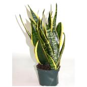 Plants - 