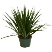Plants - 