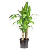Plants - 