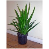 Plants - 