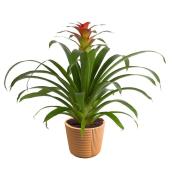 Plants - Bromeliad         