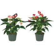 Plants - Anthurium         