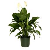 Plant - Spathiphyllum     
