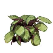Plants - Calathea          