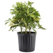 Plants - Arboricola Bush   