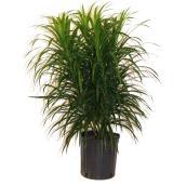 Plants - 