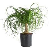 Plants - 