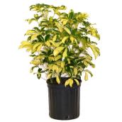 Plants - 