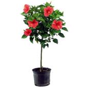 Standard Hibiscus