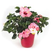 Hibiscus bush 