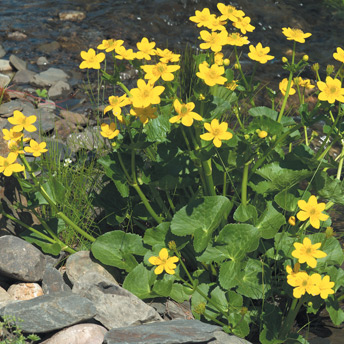 This marigold forms an attractive mass of shiny foliage at the edge of a water feature.