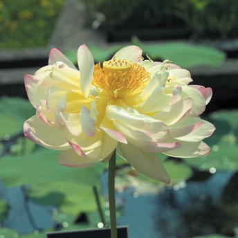 Long lasting, magnificent flowers for the water garden