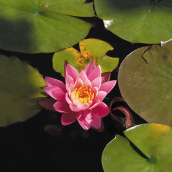 Double Waterlily flower with a sweet perfume that will pervade the surrounding atmosphere