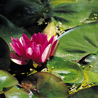 Bright, colourful and highly perfumed Waterlily plant