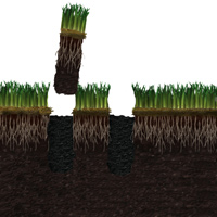 Granular fertilizer fills the holes made when aerating the earth, nourishing the tree.