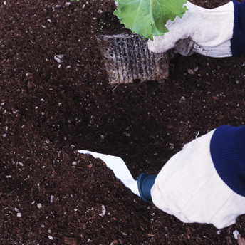 Mix soluble fertilizer into the earth