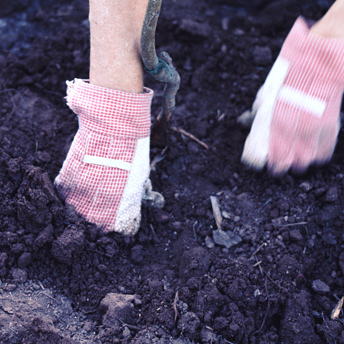 Add organic matter to your soil