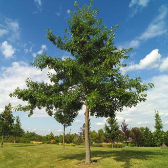 Trees of all shapes and sizes add interest and personality to a landscape. 