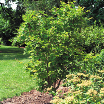 Trees of all shapes and sizes add interest and personality to a landscape. 