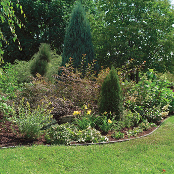 Trees of all shapes and sizes add interest and personality to a landscape. 