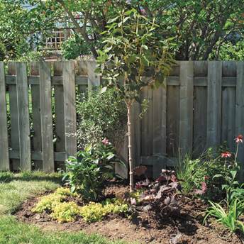 Trees of all shapes and sizes add interest and personality to a landscape. 