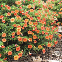 Extremely drought tolerant plant resembling a miniature petunia 