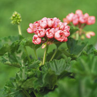 Resistant and fast growing, this pelargonium has large round flower heads.
