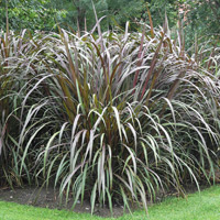 This annual grass with purple foliage thrives in a rich, well-drained soil.