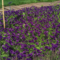 Petunias in full bloom