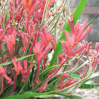 The unusual tubular-shaped flowers of the anigozanthos or 'kangaroo paw' 