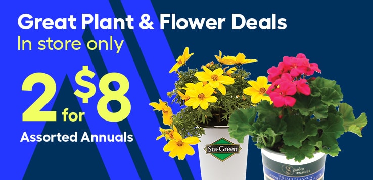 Annuals flowers