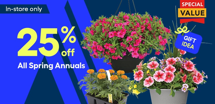 Assorted annuals