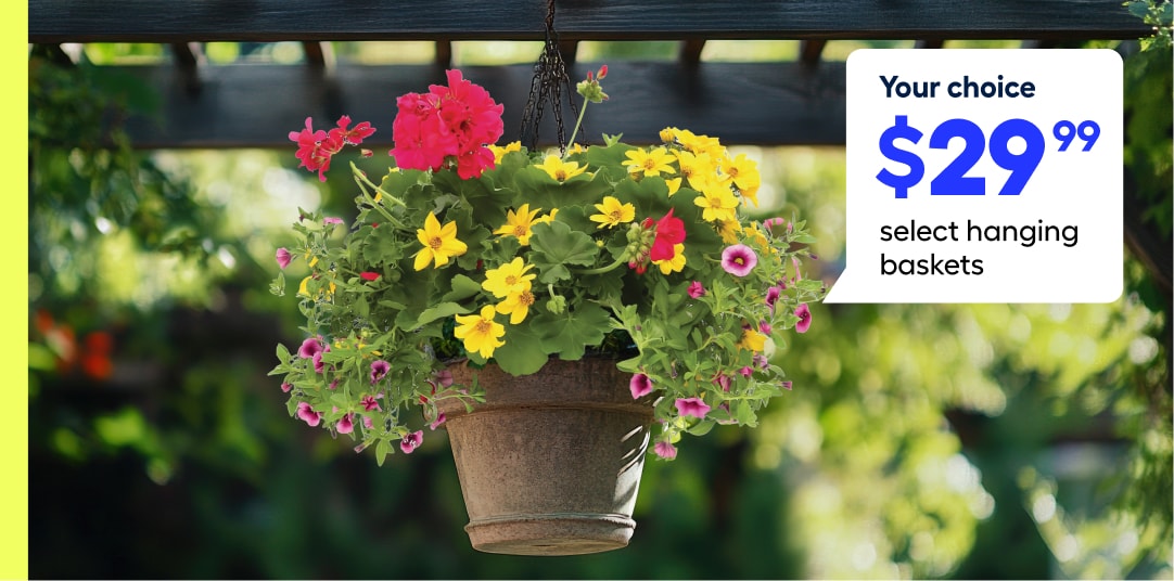 Deals on plants