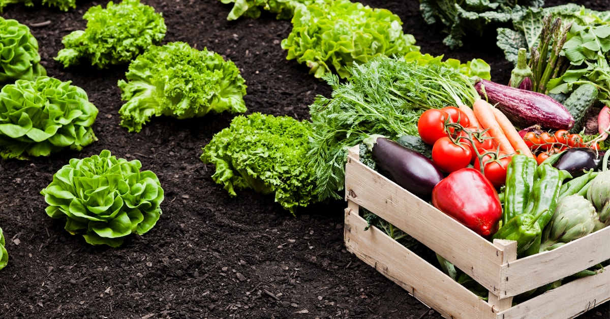 Guide to Growing a Vegetable Garden 