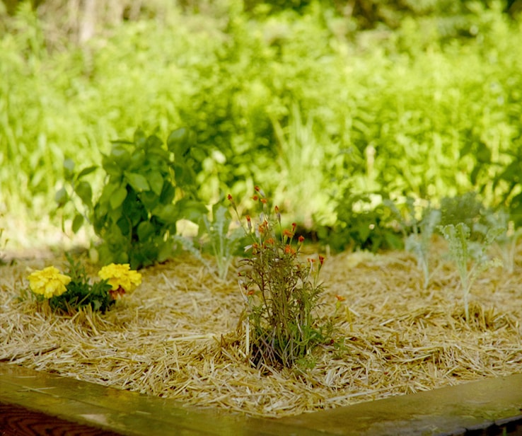 Jardin avec de la paille et des fleurs Jardin avec de la paille et des fleurs