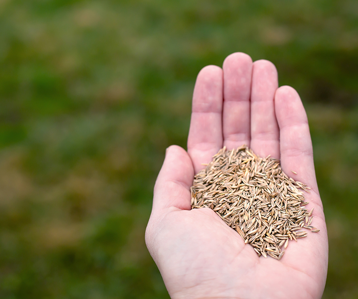 Hand holding lawn seeds