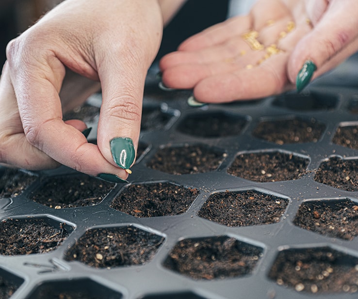 Woman adding seeds to a tray with soil