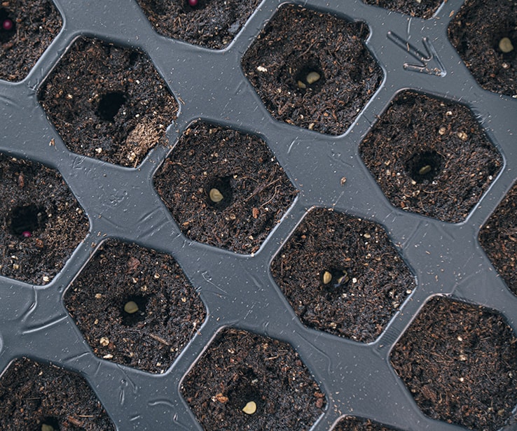 Seeds in a mini greenhouse tray