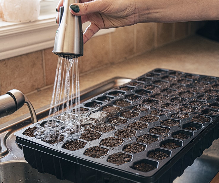 Woman watering a seedling tray