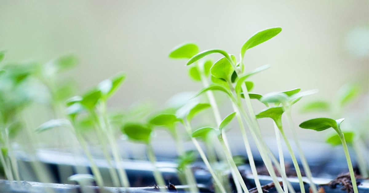 How to grow your own seedlings in a few simple steps
