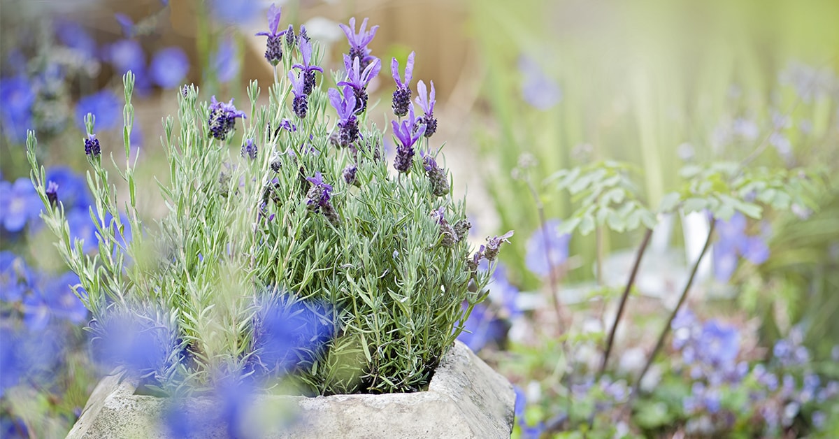 Choosing outdoor plants