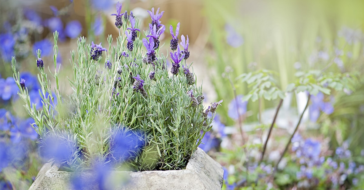 Outdoor Plants